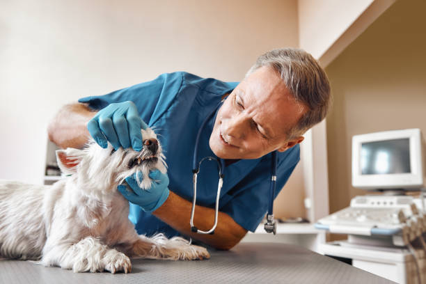 Best Pediatric Emergency Dentist in East Hemet, CA
